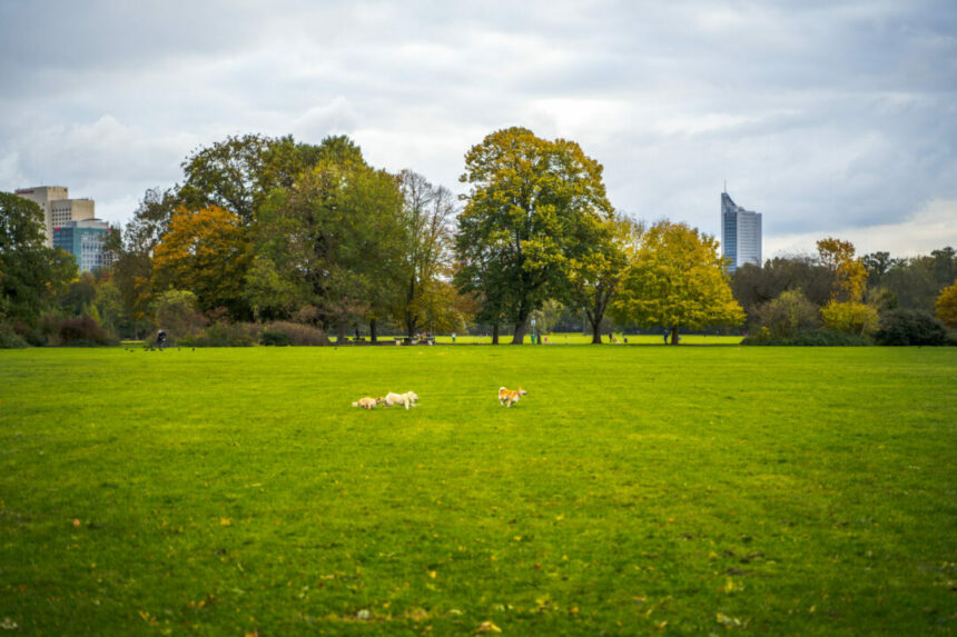 Bark Date im Rosental: Hundewiese im Rosental