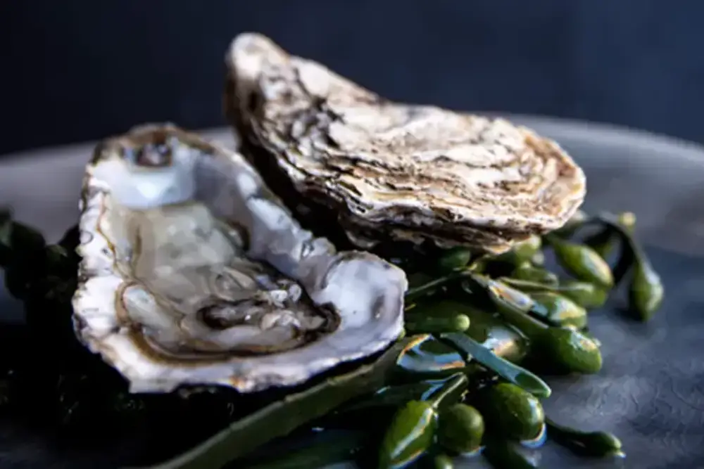 Austernseminar: Frischeparadies